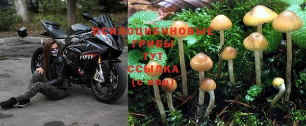 spice Алзамай